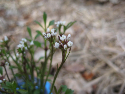 Inflorescence de cardamine hirsute