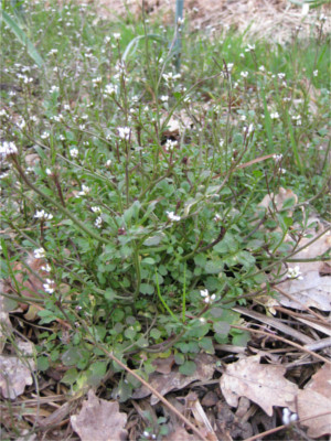 Un pied de cardamine